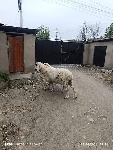 парода малдар: Продаю | Овца (самка) | Для разведения — 3