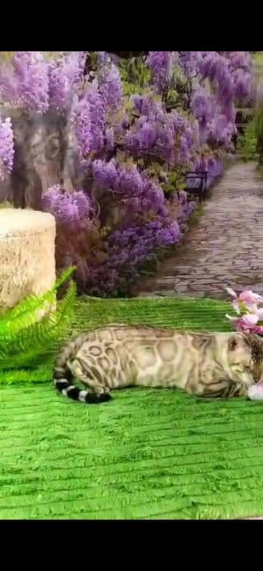 рэгдолл цена бишкек: Бенгал, 2 жаш, Эркек, Ак, Бычылган, Лотокко барууга үйрөтүлгөн, Курттардан тазаланган — 12