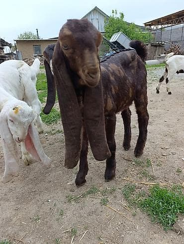 canada goose: Продаю | Козлёнок | Нубийская | Для разведения | Племенные — 2