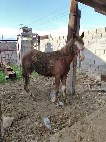 ургачы ит: Сатам | Байтал | Жумушка — 2