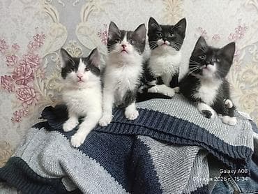 Отдам даром кошку: Отдам даром симпатичных котят. В любящие руки. Кушают всё . Приучены — 6