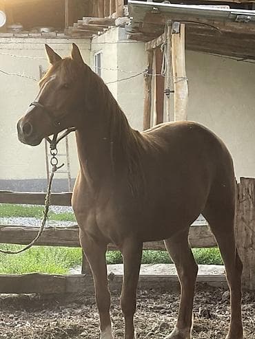 А/ч жаныбарларын сатам: Сатам | Бээ (ургаачы) | Жумушка — 1