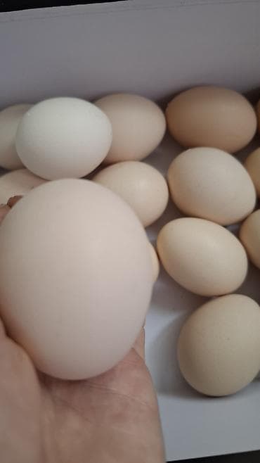 коробка для фруктов: Куриные яйца, домашние, светло-коричневые и белые, столовые. Средний — 2