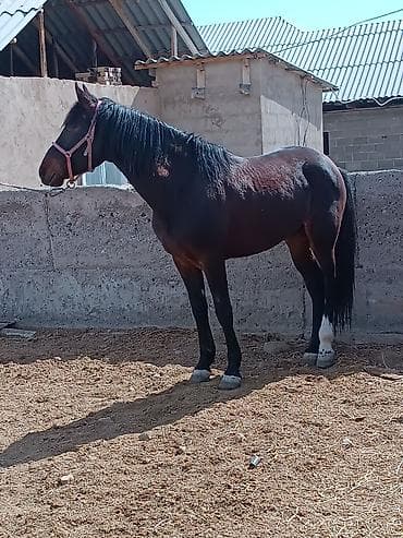 лысая кошка купить: Продаю | Конь (самец) | Полукровка | Рабочий | Мерин — 2