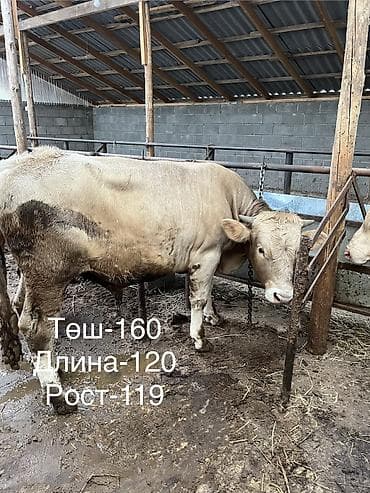 животные бараны: Продаю | Бык (самец) | На откорм | Привязанные — 3