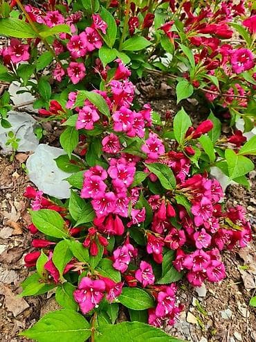 малинова: Саженцы — 2