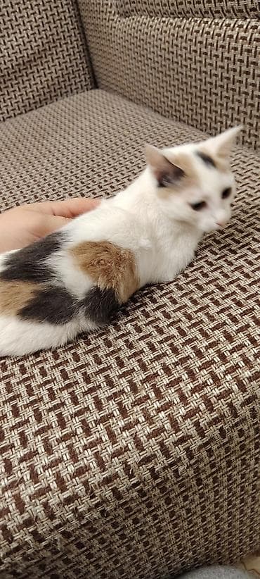 Кошки: Кошка даром: Беспородная, 4 месяца, Девочка — 3