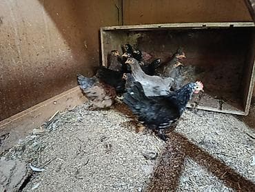 момолой чычкан: Сатам | Балапандар — 4