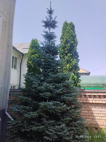 крымский сосна: Ель голубая (Picea pungens glauca), взрослая декоративная. - — 1