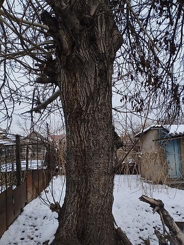 скупка дерево: Продаю орех

можете писать вотсап — 4