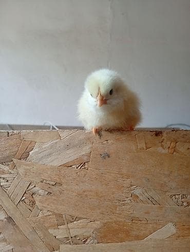 мясо кролик: Продаю | Цыплята | Бройлерная | На забой — 8