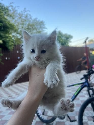 Котята, домашние. На фото — пушистые малыши светлого (кремового и
