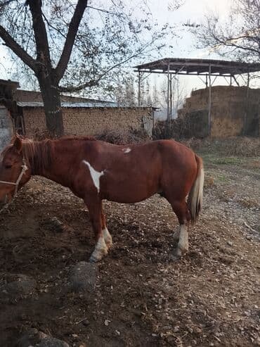 Иттер: Сатам | Жылкы (эркек) | Жумушка — 2