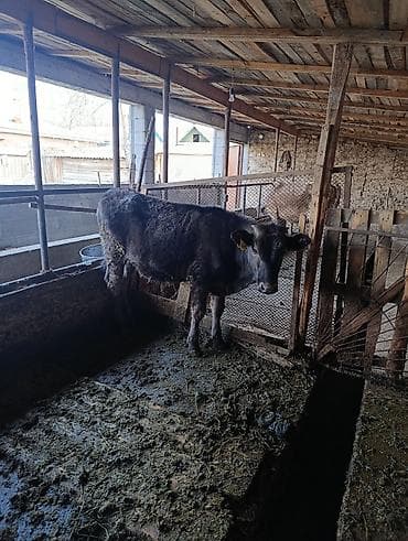 быки кант: Продаю | Бык (самец) | На откорм | Привязанные — 2