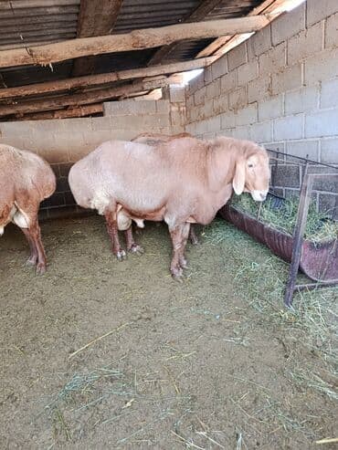 арашан ко: Сатам | Ургаачы кой (ургаачы), Козу | Арашан | Көбөйтүү үчүн | Асыл тукумдуу, Ургаачы — 4