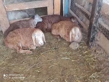 бараны оптом: Продаю | Овца (самка), Ягненок — 2