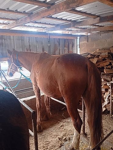 борзая собака цена: Продаю | Кобыла (самка) | Рабочий — 1