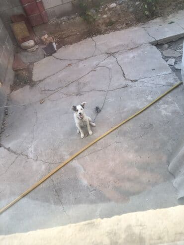 Хаски, 4 месяца, Самец