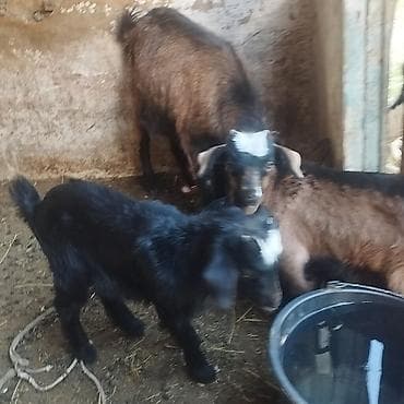 леггорн цыплята: Продаю | Коза (самка) | Полукровка | Для молока — 5