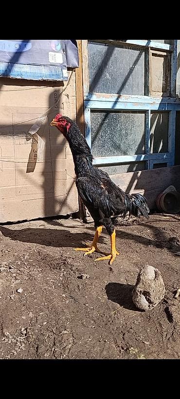 куры несушки: Петух породы дакан бойцовый тип (по внешним признакам) — 1