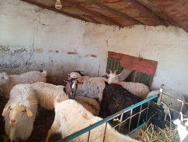 продаю коня: Продаю | Коза (самка) | Для разведения | Племенные — 1