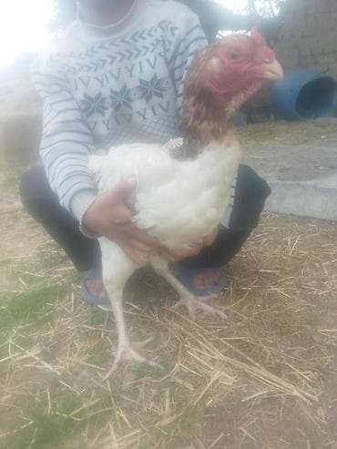 охотничьи собаки купить: Продаю | Куры | Бойцовая | Для разведения — 1