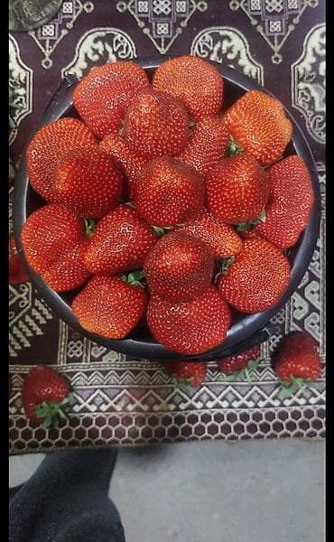 клубника черный принц бишкек: Рассада клубники (садовой земляники) в кассетах -Альбион сорт 1штук — 5