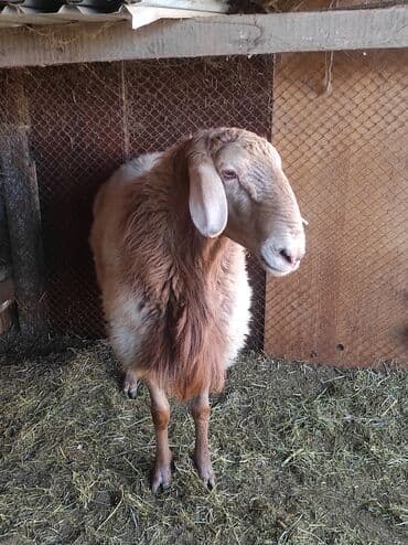 Продаю | Баран (самец) | Для разведения