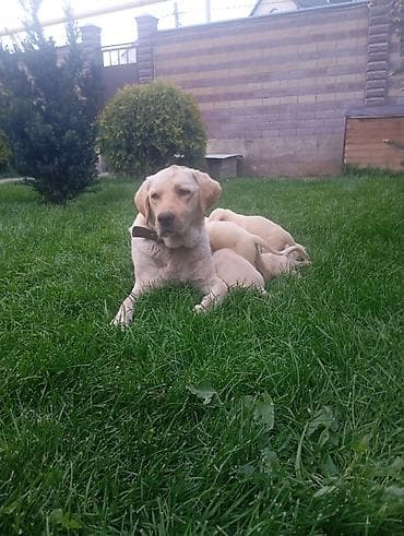 щенки спанелья: Предлагаются к продаже щенки лабрадор-ретривера. 🔸 Возраст: 34 дней 🔸 — 6