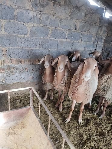 дакан цыпленок: Продаю | Овца (самка) | Арашан | Для разведения | Матка, Ярка — 5