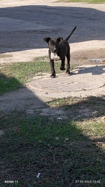 купить щенка французского бульдога: Щенок, короткошёрстный, чёрный с белой грудкой и носочками — 2