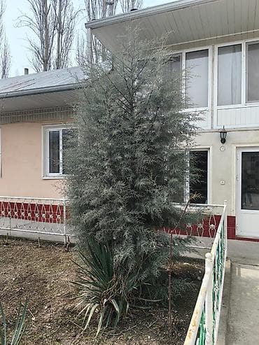 айнек терезелер: Можжевельник (вероятно, сорт с сизо‑голубой хвоей) для озеленения — 1