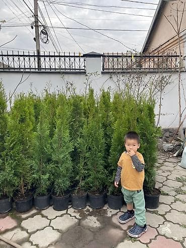 сосна дерево: Туя западная (вероятно сорт типа Смарагд) в контейнерах. - Высота с — 2