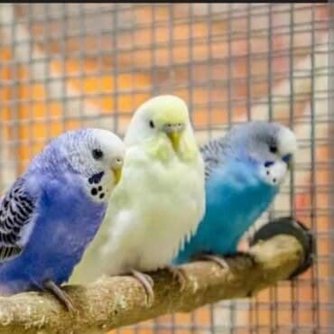 питьевые витамины для волнистых попугаев: Волнистые попугаи разных окрасов - Окрасы: белый, лимонно-жёлтый — 1