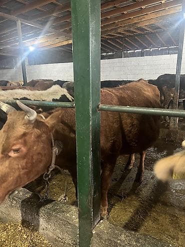 Продаю | Корова (самка) | Для разведения, Для молока