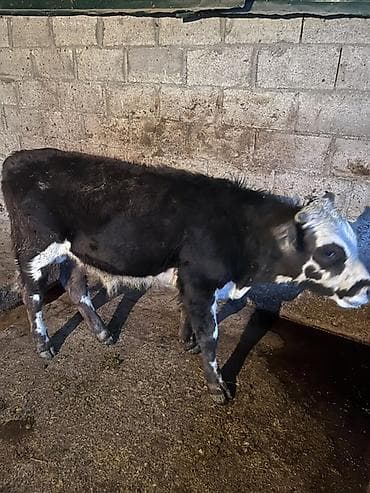 Продаю | Бык (самец) | На откорм