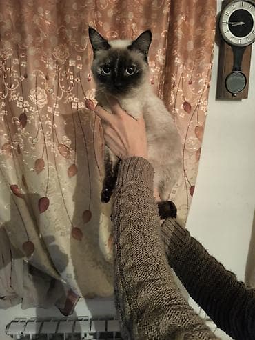 продаю сфинкса: В Продаже Породные котята окраса колор-пойнт (сиамоидного типа) — 5