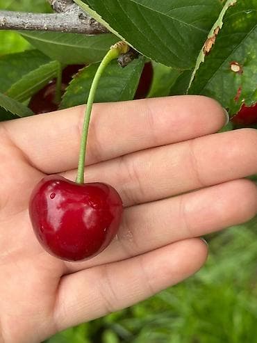 вишня ягода: 🍒 Продаётся крупная, качественная черешня! ✔️ Очень большие плоды — 2