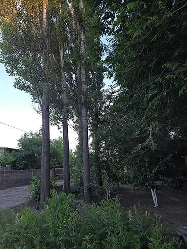 тополь: Черенки — 4