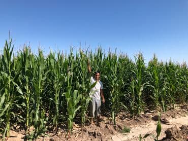 Дрова: Семена кукурузы !!Официальная продажа семян !!! Копмании Тянь Шань — 9