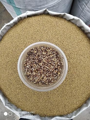 Уголь: Семена кормовых растений: Люцерна, Самовывоз — 2