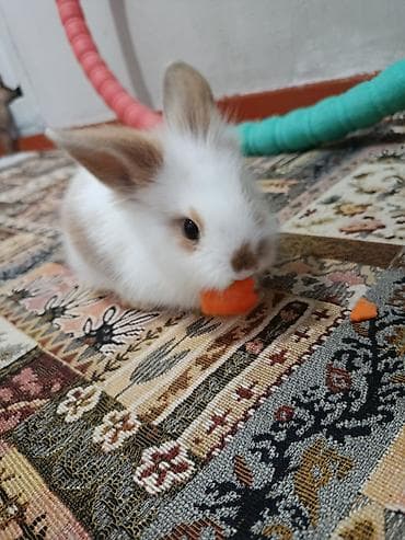 Левина головый карликовый декаративный кролик очень лоскавый и умеет at lalafo.kg Левина головый карликовый декаративный кролик очень лоскавый и умеет