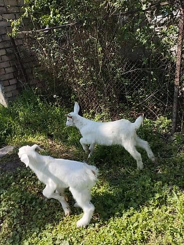 70 сом: Сатам | Улак | Заанен | Көбөйтүү үчүн | Асыл тукумдуу — 5