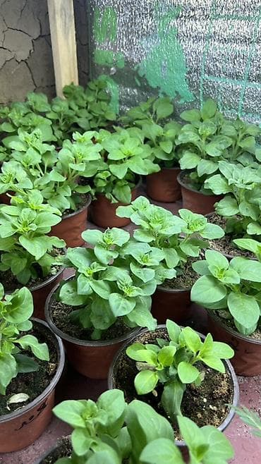 много вещи: Петуния — рассада в стаканчиках/горшочках, профессиональные серии — 5