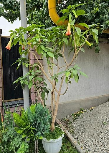 Комнатные растения: 🌺 Продаётся роскошная бругмансия! Цветок необыкновенной красоты с — 6