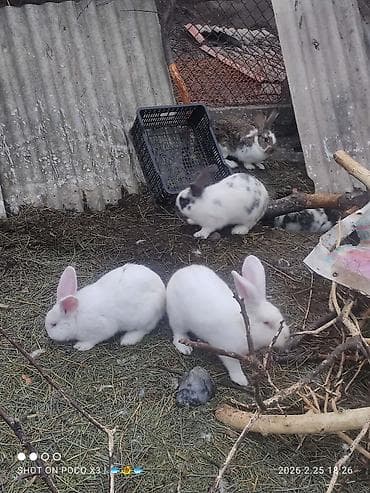 где можно купить хорька: САМКИ И САМЦЫ КРОЛИКОВ от 4-5мес до года в ЧолпонАте, есть доставка — 1