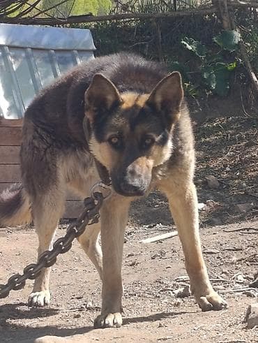 каракол ит: Овчарка, 1 жаш, Эркек, Эмделген — 1