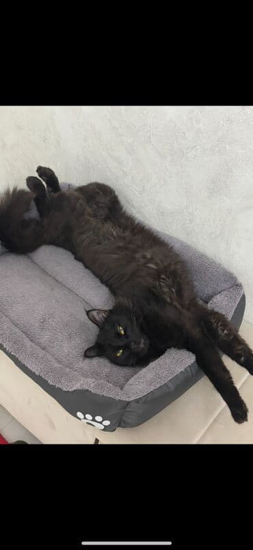 шотландская вислоухая длинношерстная кошка: Здравствуйте, отдаю кота в хорошие руки вместе с ним отдаю латок — 8