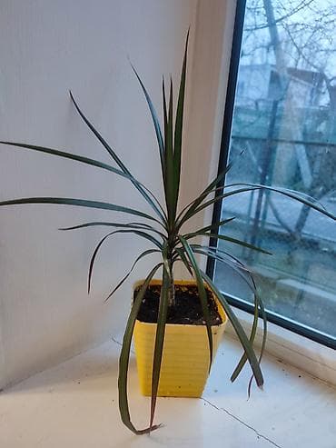 Алоэ: Драцена свежий грунт активный рост. Пересадка не требуется. Высота 50 — 1