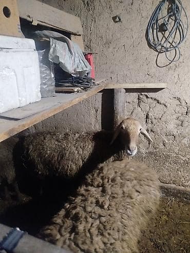 продаю баран красная речка: Продаю | Овца (самка) | На забой — 2